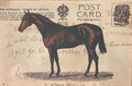 25 Mackenzie Lane Horse Postcard Print