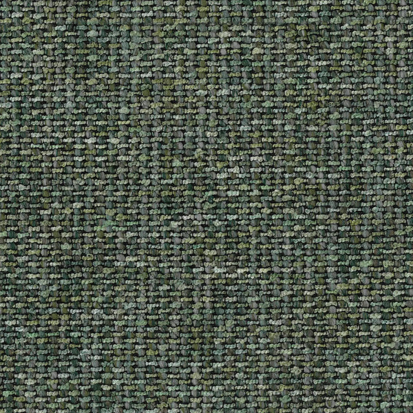 Fern