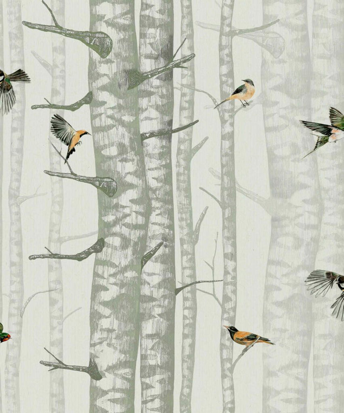 Birch Trees Wallpaper – Silvester