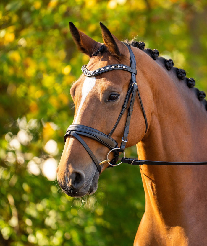 Black Oak Daphne Dressage Bridle