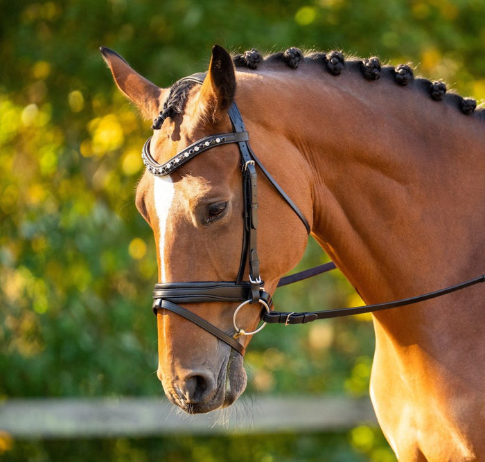Black Oak Daphne Dressage Bridle