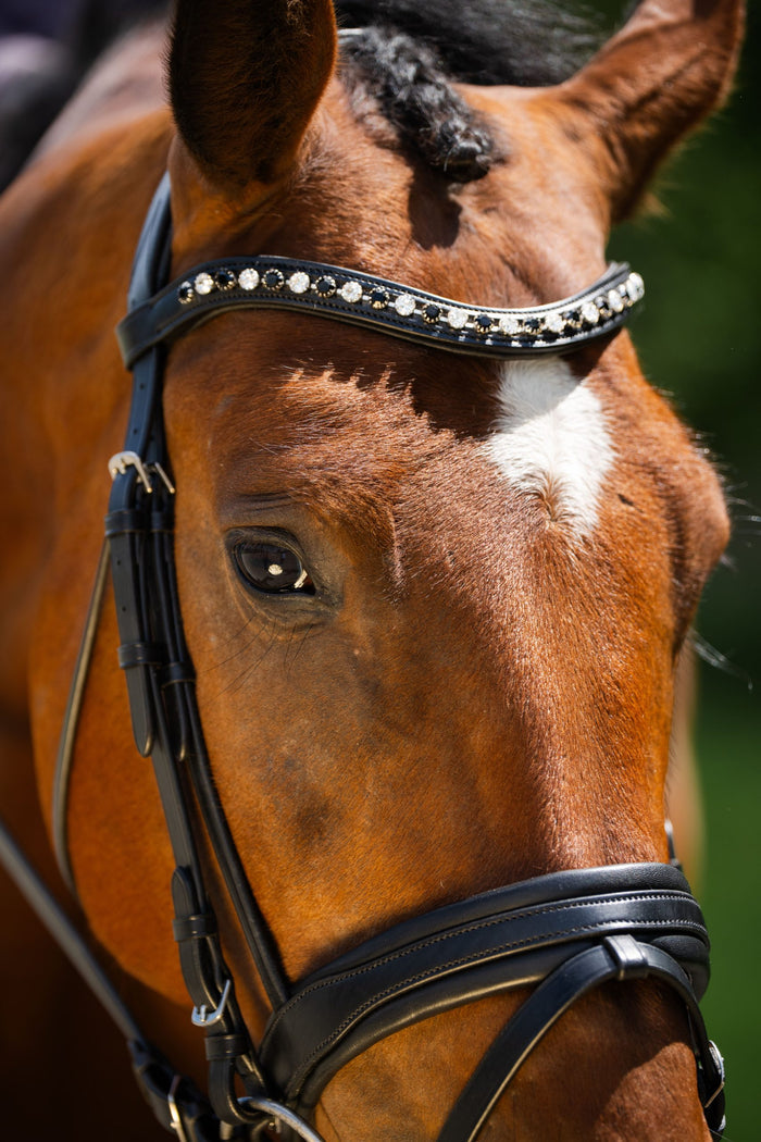 Black Oak Daphne Dressage Bridle