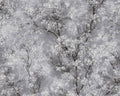 Cherry Blossoms Spring Wallpaper - Moody Grey