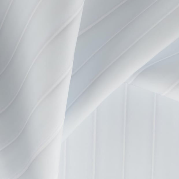 Swan
