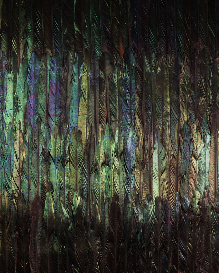 Dark Wings - Custom Sized Wallpaper Mural (per m2)