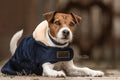 Kentucky Horsewear Dog Coat Original