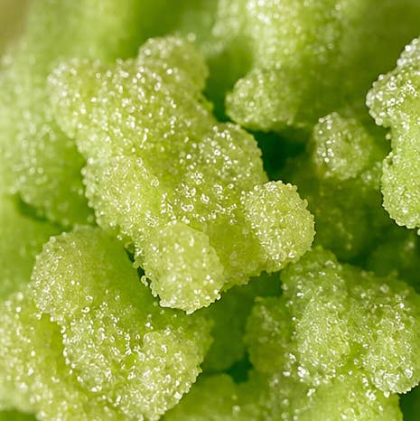 Lucky Duck Horse Sugar Treats - Apple Bears