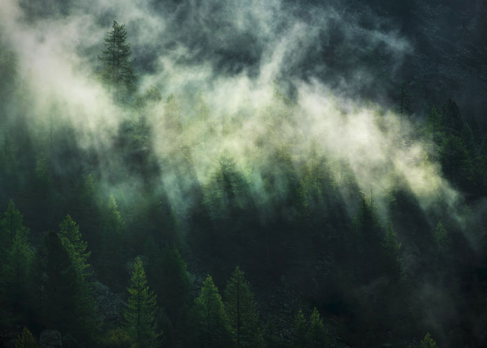 Misty Crowns - Custom Sized Wallpaper Mural (per m2)