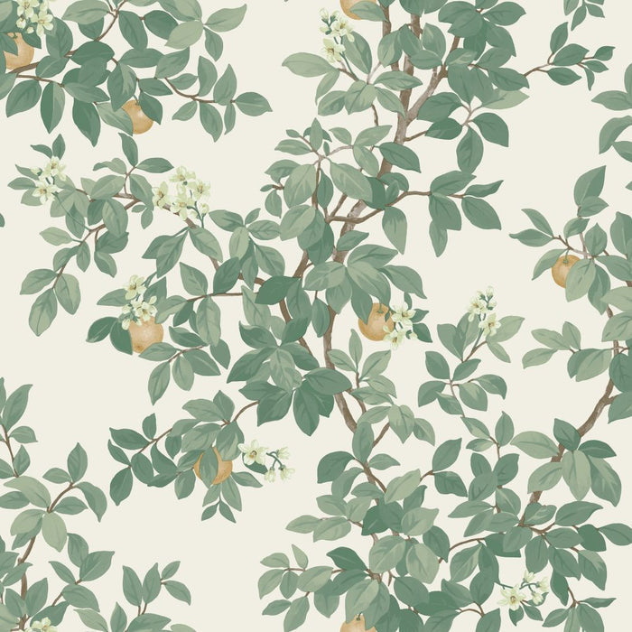 Orange Tree – Citrus Blossom Wallpaper – Cream Green