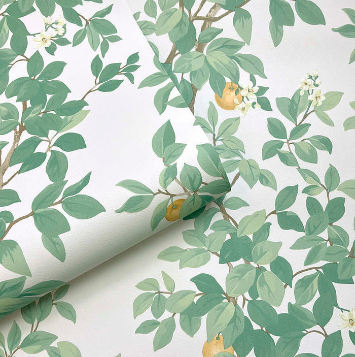 Orange Tree – Citrus Blossom Wallpaper – Cream Green