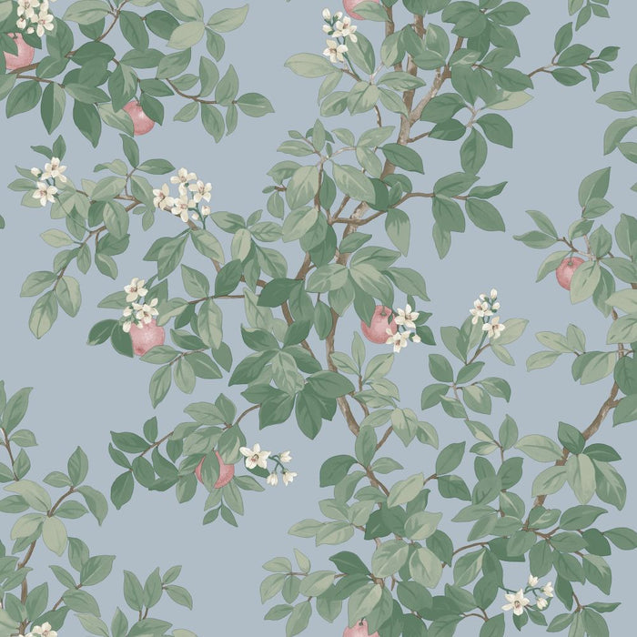 Orange Tree – Citrus Blossom Wallpaper – Sky Blue