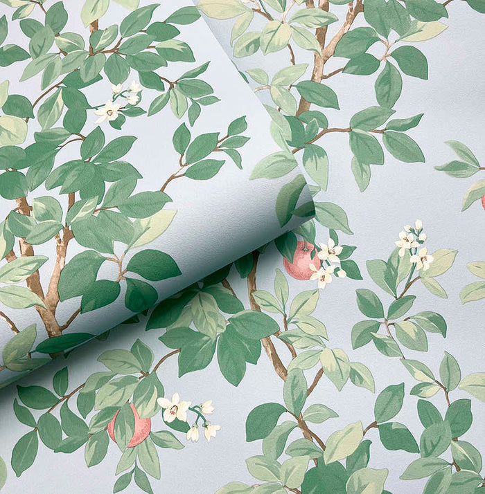 Orange Tree – Citrus Blossom Wallpaper – Sky Blue