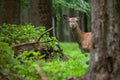 Sample – Deer Mural Series Wallpaper - Doe a Deer (Per m2)