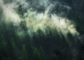 Sample – Misty Crowns - Custom Sized Wallpaper Mural (per m2)