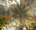 Sample – Palms Panorama - Custom Sized Wallpaper Mural (per m2)