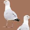 Sample – Two's Company Seagull Wallpaper - Burnt Apricot