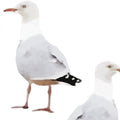 Sample – Two's Company Seagull Wallpaper - Squid Ink