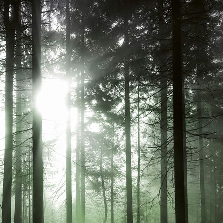 Sunrays Forest Mural Wallpaper